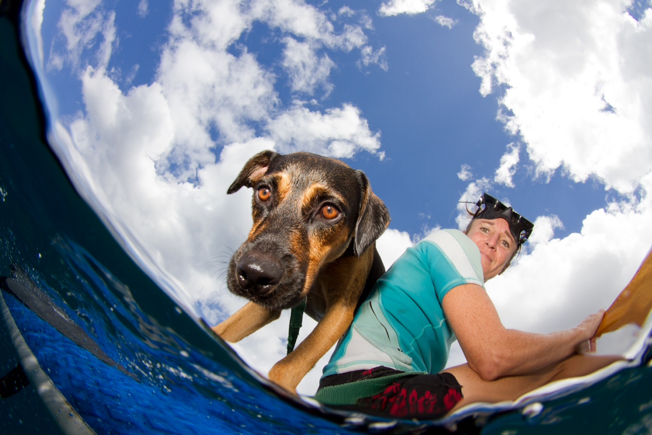 Surf Paws Animal Hospital – Keeping Your Pets Healthy and Active